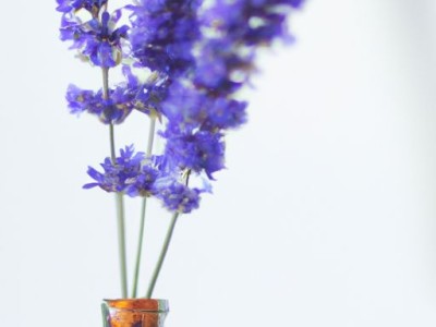 鼠尾草精油的功效与作用