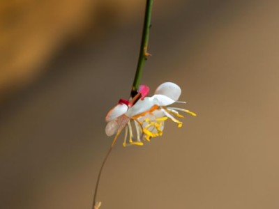 不倒绒是什么面料？不倒绒的特点和用途介绍