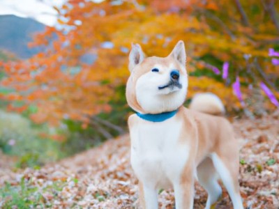 日本秋田犬及其价格多少钱一只