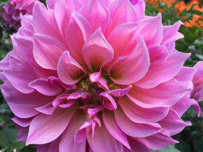 大丽花的养殖方法及注意事项