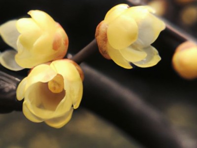 腊梅花是哪个季节开呢？