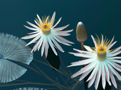 水塔花的养殖方法和注意事项