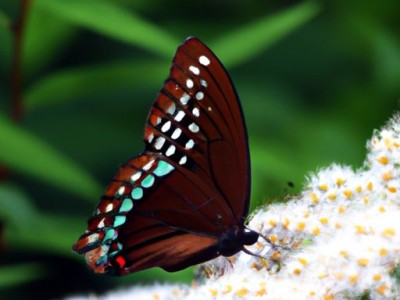 婀娜多姿十字绣：绣出属于自己的艺术品