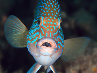 水性漆和木器漆的区别 水性漆为环保加分