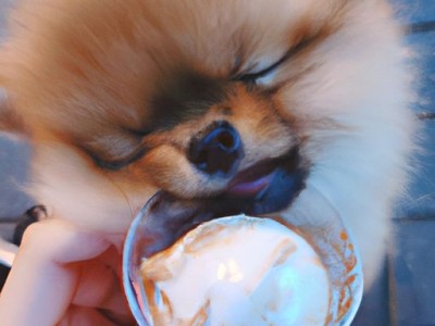 茶杯犬多少钱一只及茶杯犬多少钱一只幼崽