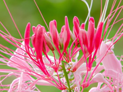 扶郎花的花语与寓意