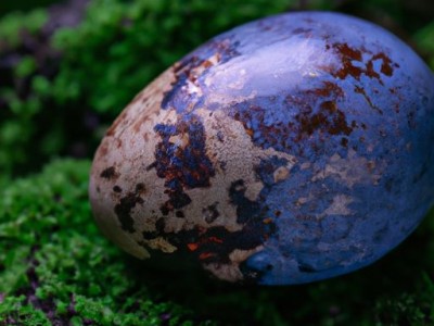 鹌鹑蛋的烹饪时间及熟度掌握