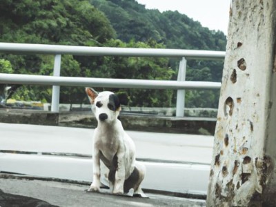 灵堤犬及其品种：了解这个聪明、忠诚的犬种