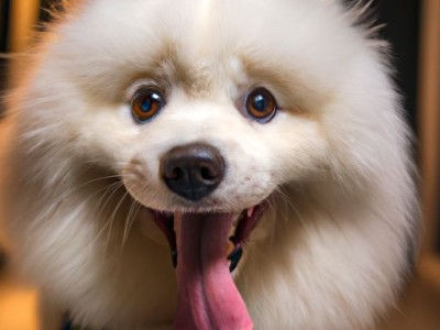 美国比特犬及其训练视频