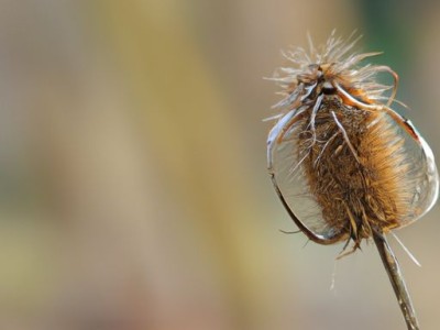 如何选购壁纸？什么样的壁纸更环保？