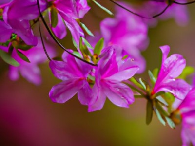 紫花杜鹃：美丽的花卉背后的功效与作用