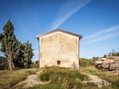 蛇舌草的功效与作用及其相关研究进展