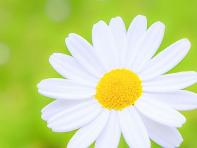 洋甘菊的功效与作用