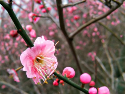 梅花开花季节及特点