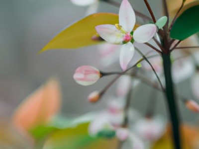 香枝小用是哪个电视及香枝儿小石头小说