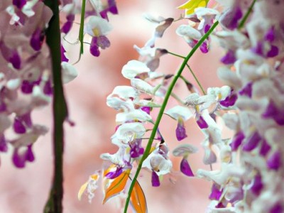 常春藤图片大全大图，美轮美奂的常春藤花语