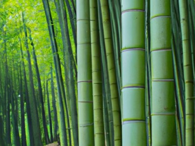 竹席和麻将席哪个好？