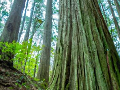 南方松防腐木的价格及特点