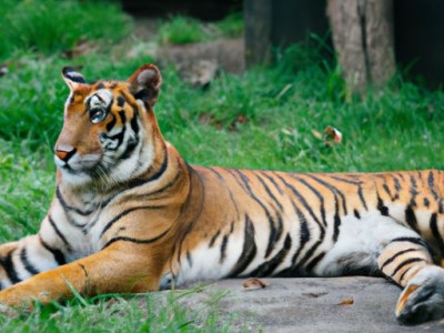 橡胶木餐桌的优缺点及选择指南