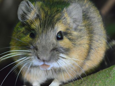 鼠住居在哪个方位好？