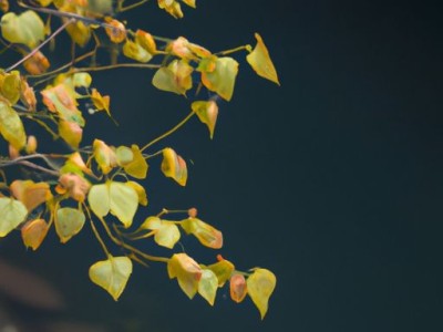 万寿菊（万寿菊图片）