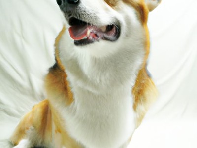 惠比特犬与灵缇有何区别？