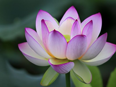 选择藕荷色还是粉紫色？