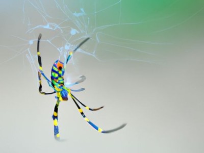 探秘神奇的蜘蛛蟹及蜘蛛蟹图片