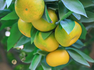 芦柑及芦柑果实可食部分的营养价值及食用方法