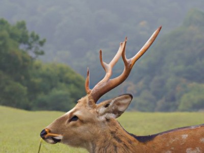 九州鹿：一个品牌的传奇