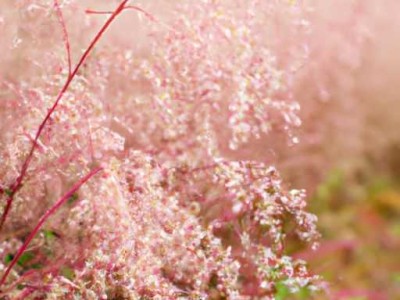 合肥苹果小属哪个社区及合肥苹果小镇属于哪个社区