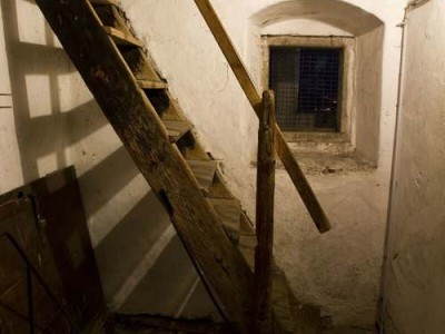 富贵蕨（富贵蕨的养殖方法和注意事项）