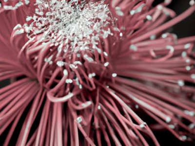 菊花枕及菊花枕头的功效与作用及禁忌