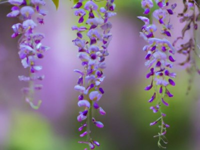 丁公藤的功效与作用及其相关知识