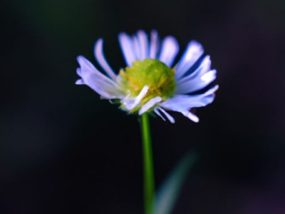 松叶菊——传递着坚韧与勇气的花语