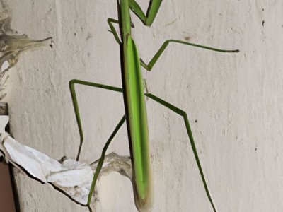 蟑螂是怎么出现在家里的及蟑螂是怎么出现在家里的意味什么