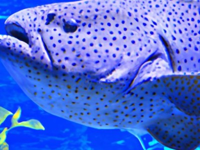 弹涂鱼及弹涂鱼图片