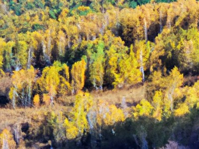 桦木和榉木哪个价格高？
