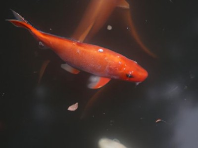 锦鲤鱼及锦鲤鱼烂身用什么药最好？