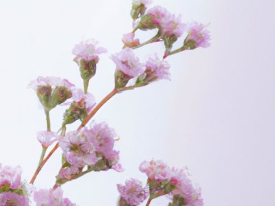 哪个花香及柠檬带刺和不带刺哪个花香