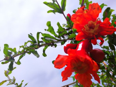 石榴花在哪个季节开的及石榴花在哪个季节开的花