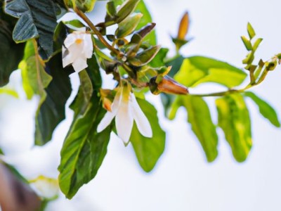 非洲花梨木的品质及特点