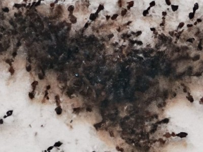 家中有蚂蚁怎么办？家中有蚂蚁怎么办小妙招