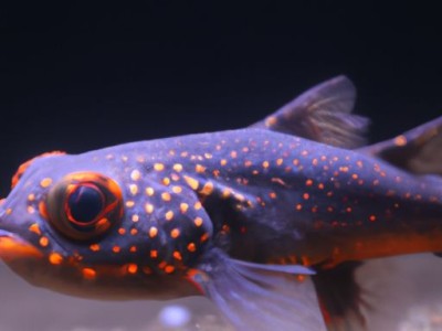 罗汉鱼的养殖方法及注意事项