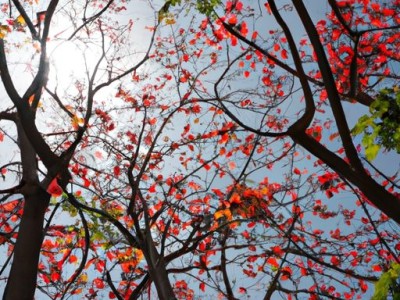 胡桃木VS桐木：哪种木材更好？