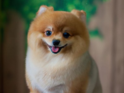 加纳利犬：一个忠诚、勇敢和适合家庭的伴侣