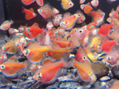 鱼缸尺寸及鱼缸尺寸的最佳比例