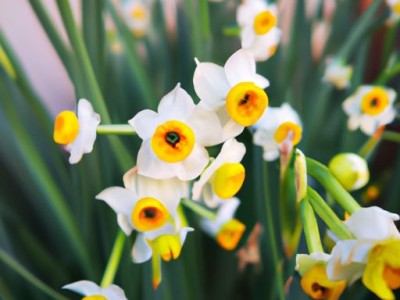 水仙花开放的季节及时期