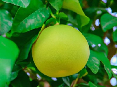 金丝柚木属于什么档次？