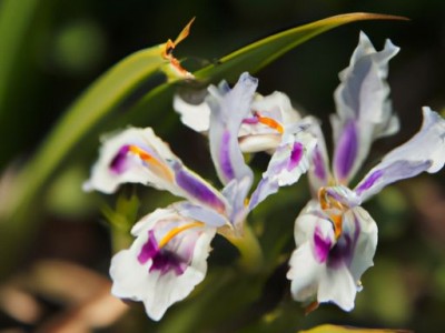 闹羊花是什么及闹羊花是什么植物